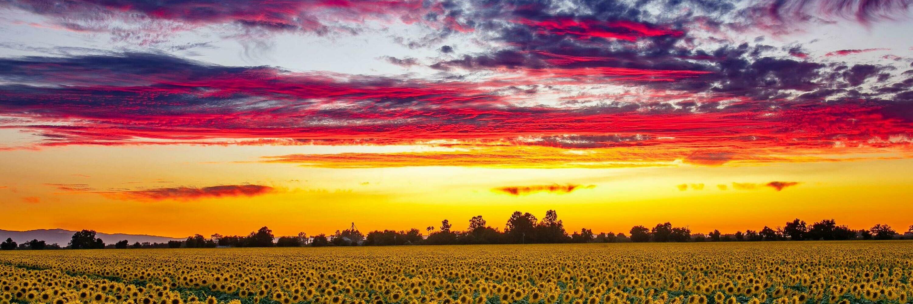 Woodland California Sunflower Field at Sunset