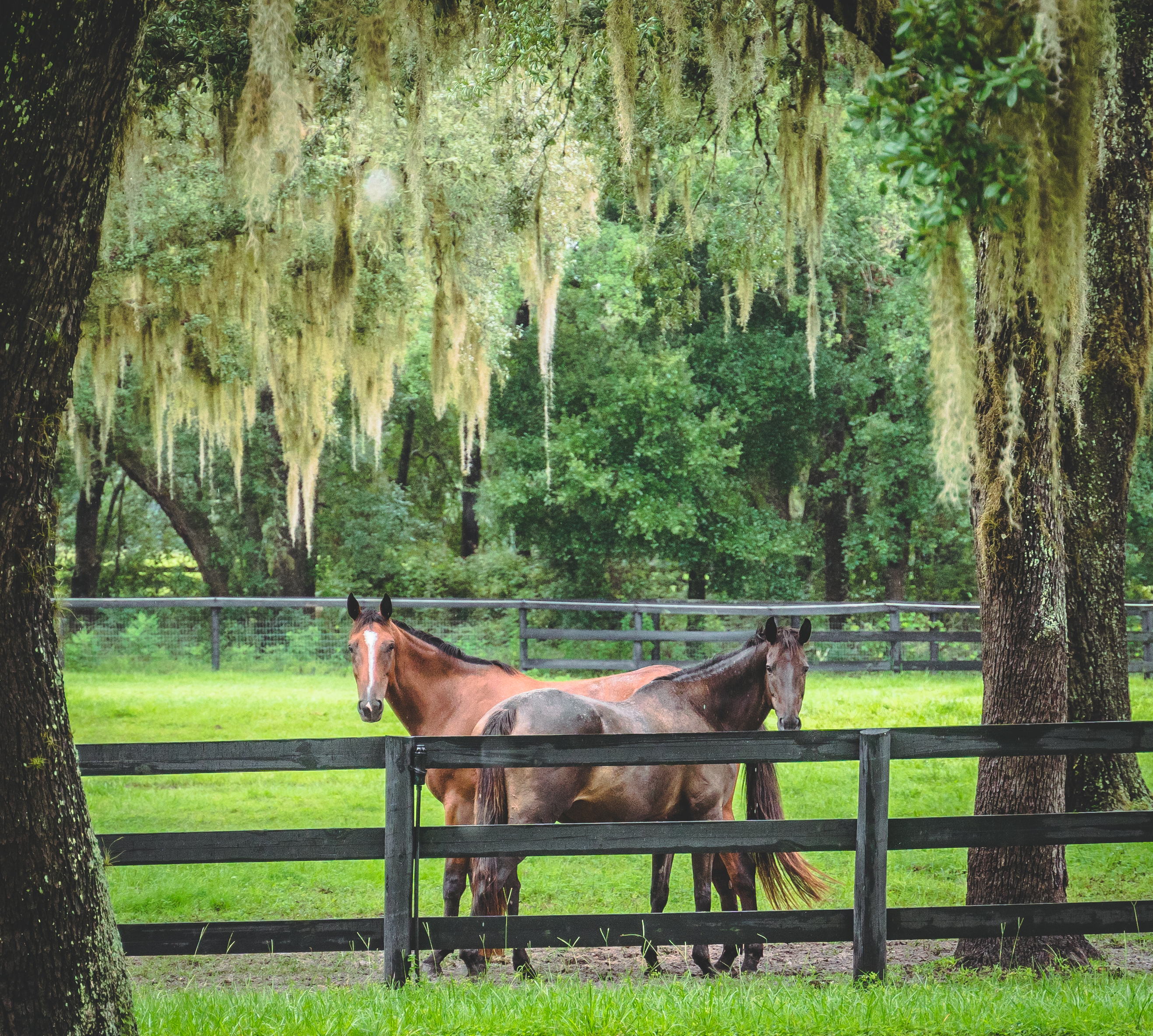 Paddock with two horses standing under trees with Spanish moss