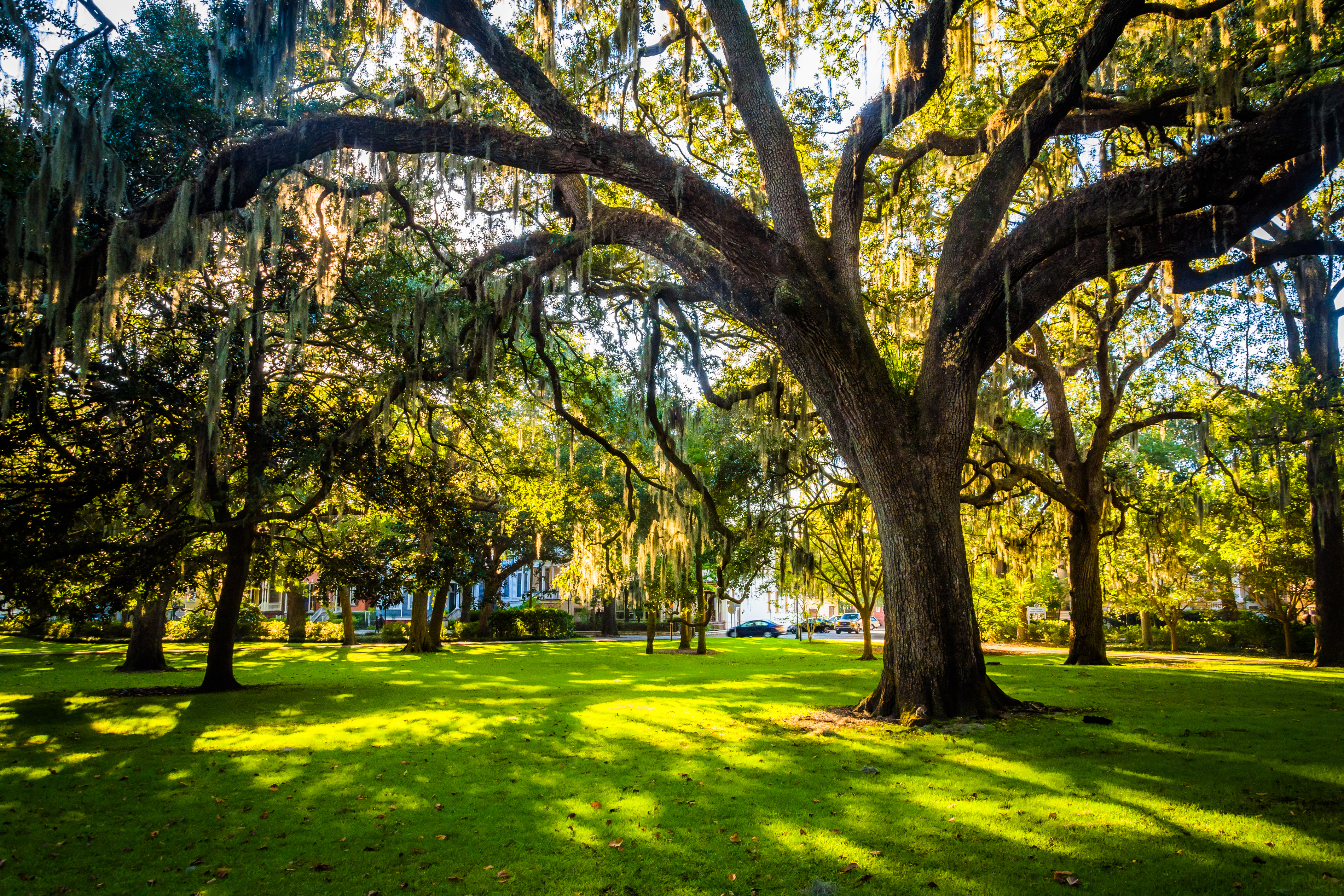Large trees in a park with Spanish Moss