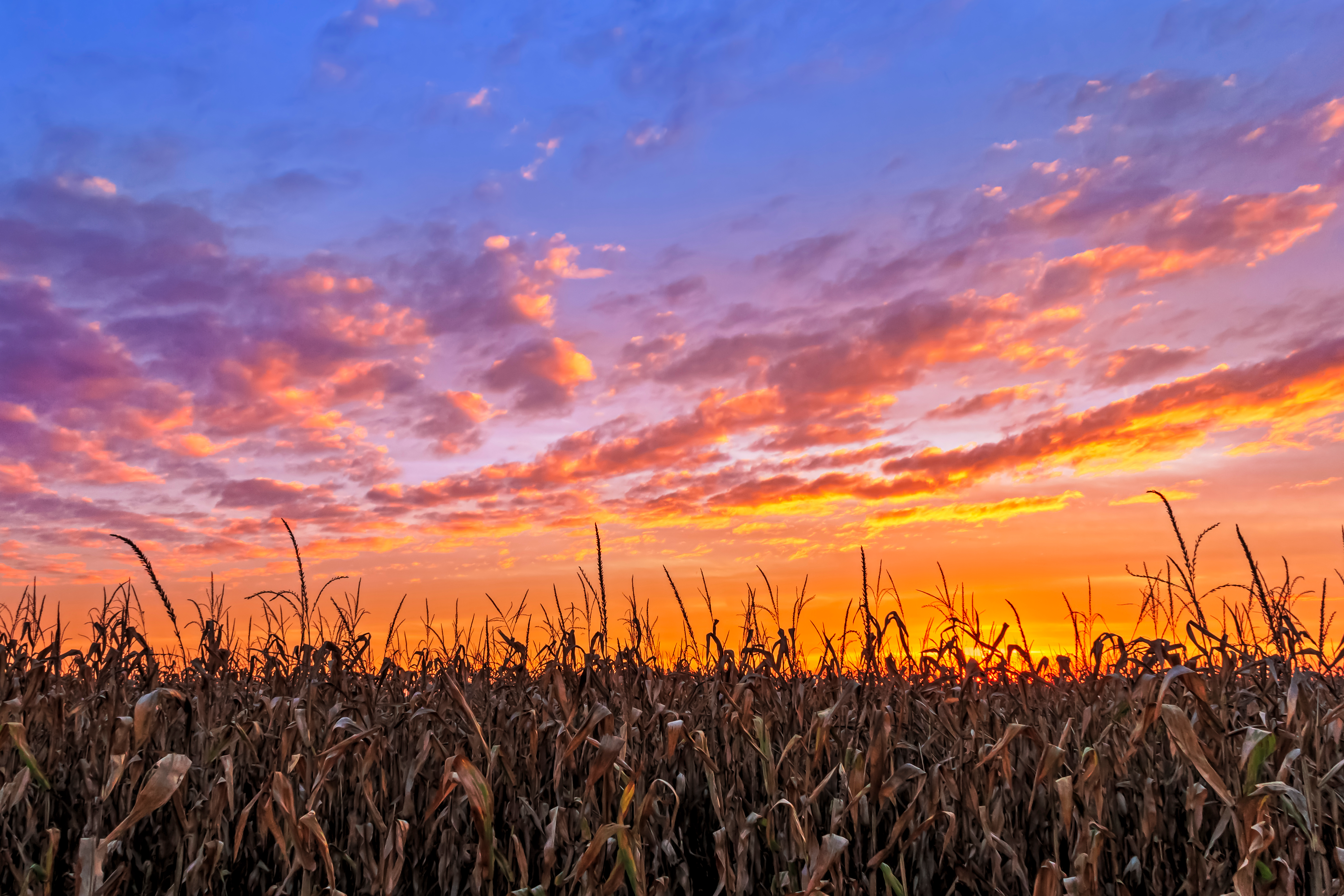 Cornfield at sunset