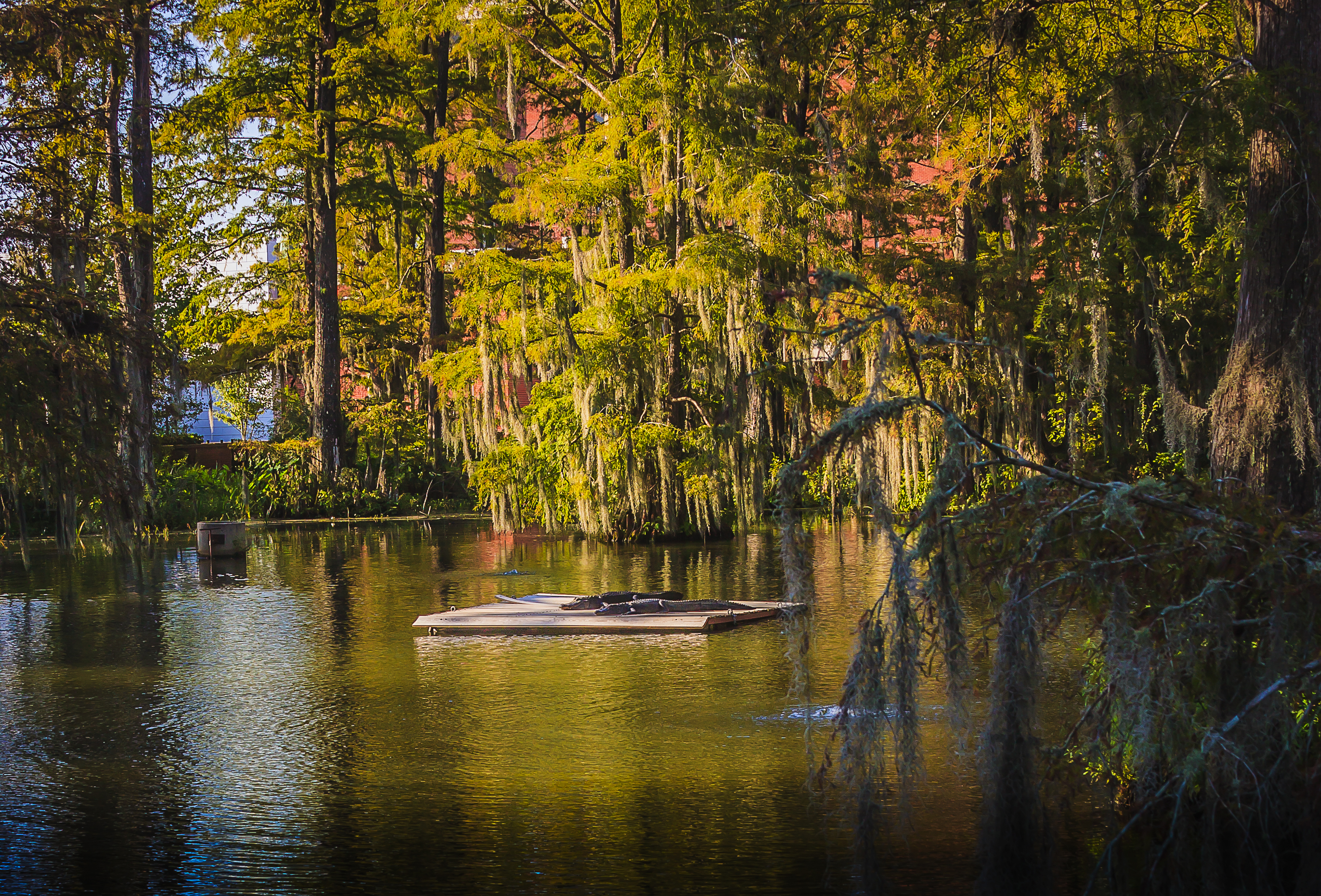 Two gators sunning themselves on a raft in the middle of a lake