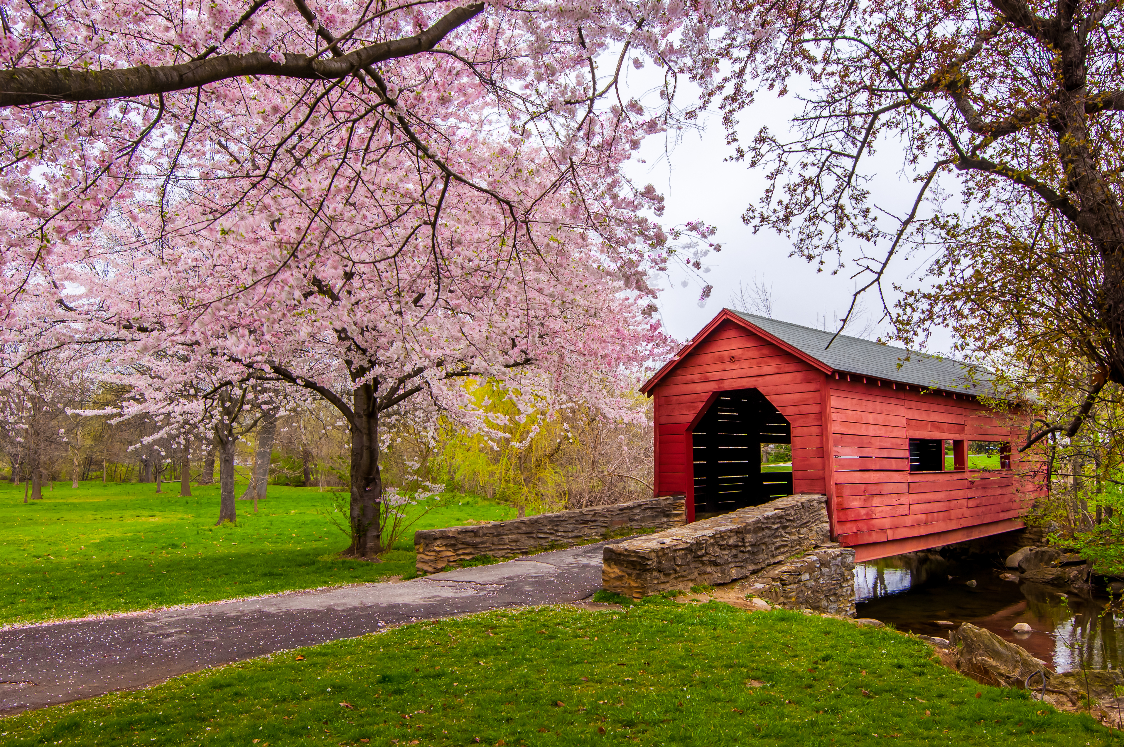 Old covered bridge in the spring with pink flowering trees