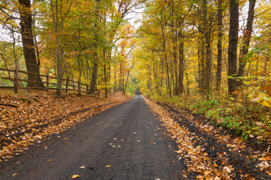 Country lane in autumn with golden leaves