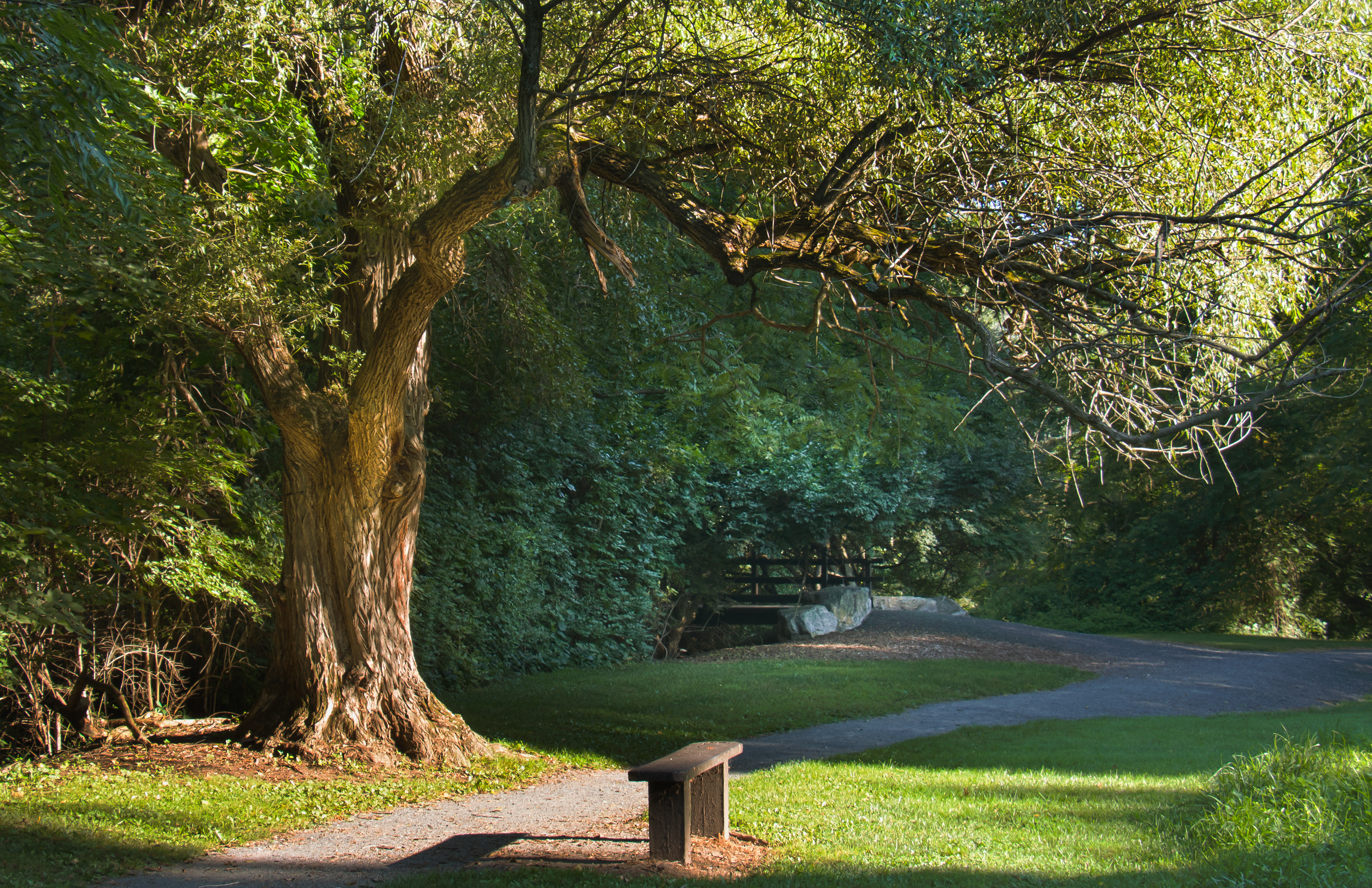 Large shade tree over a walking lane