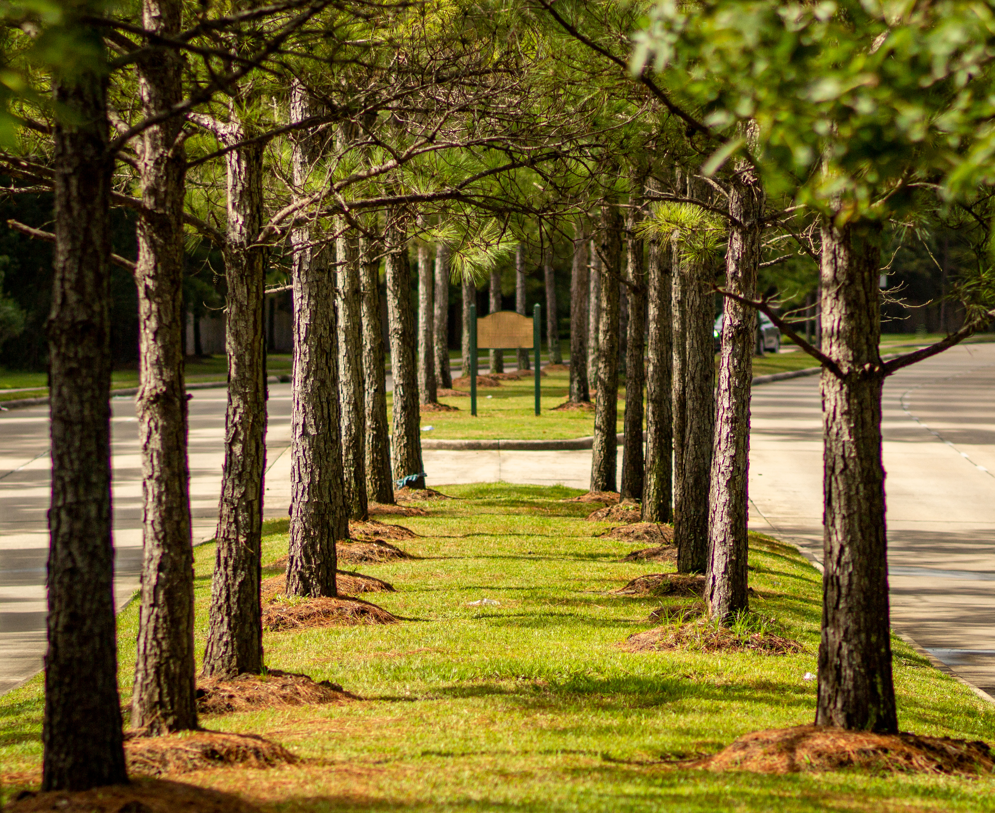Double row of pine trees forming a shaded lane