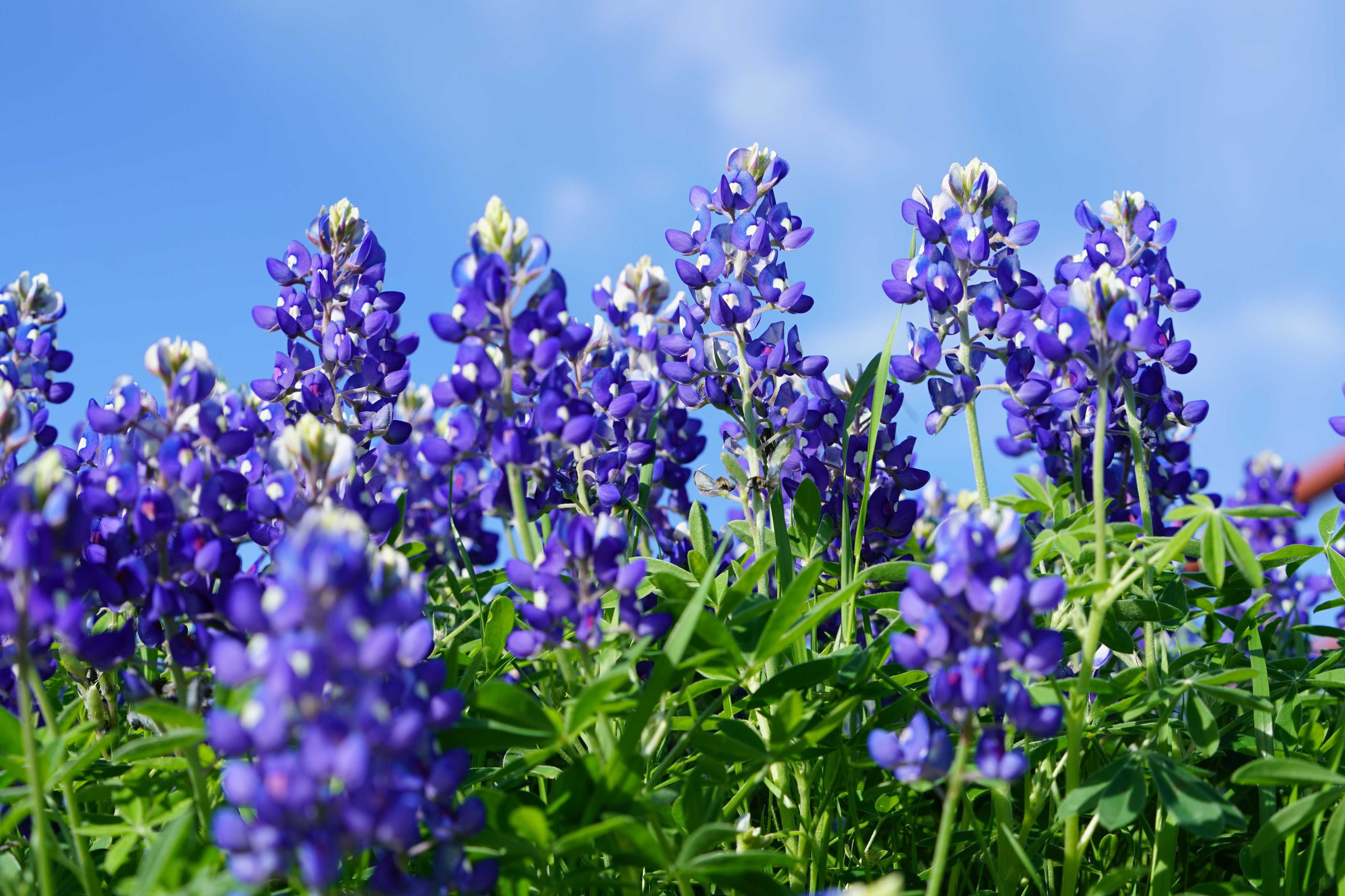 Bluebonnet flowers near Brenham Texas