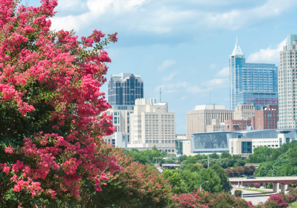 Raleigh North Carolina skyline viewed through flowering trees