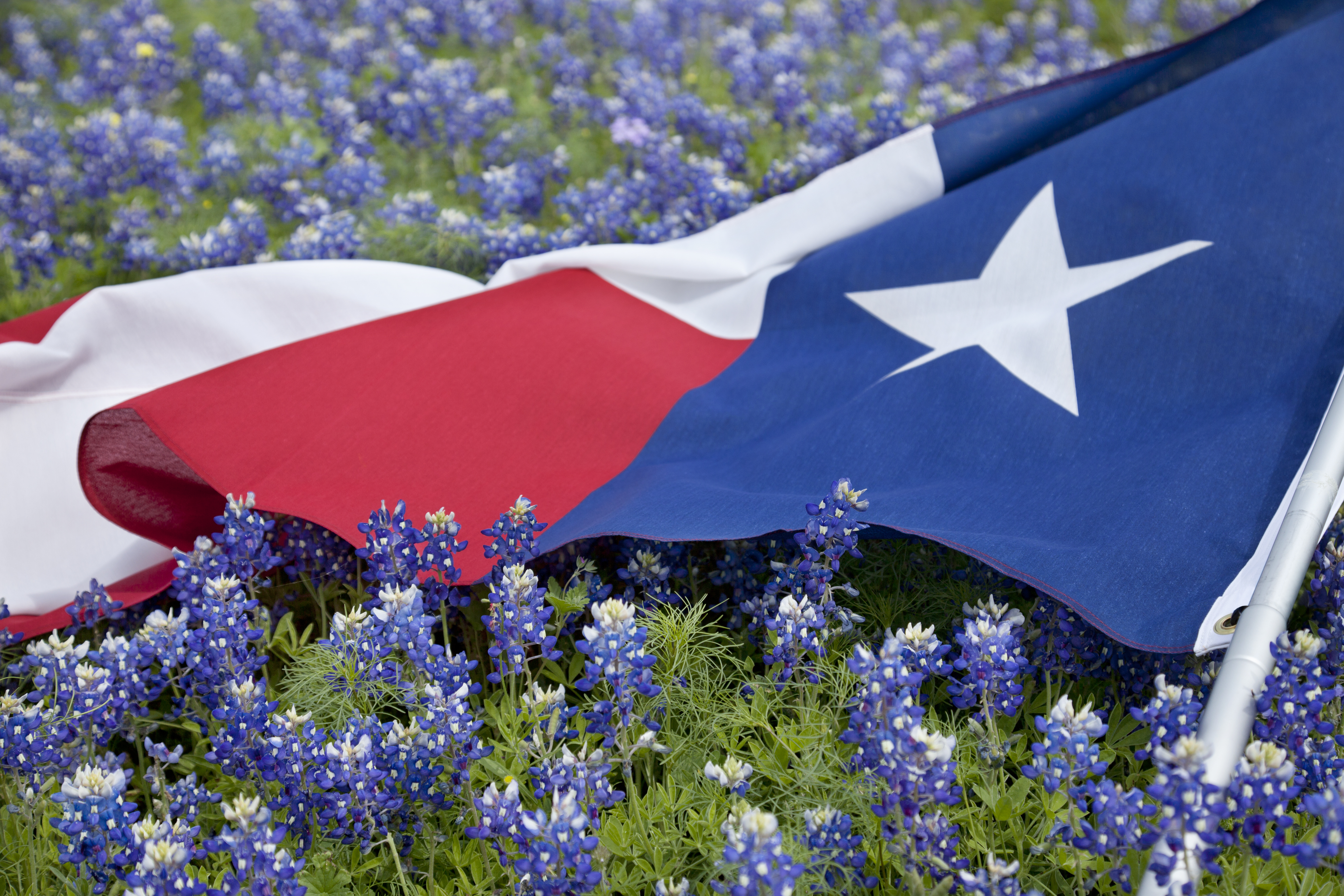 Tesas flag resting on field of bluebonnet flowers