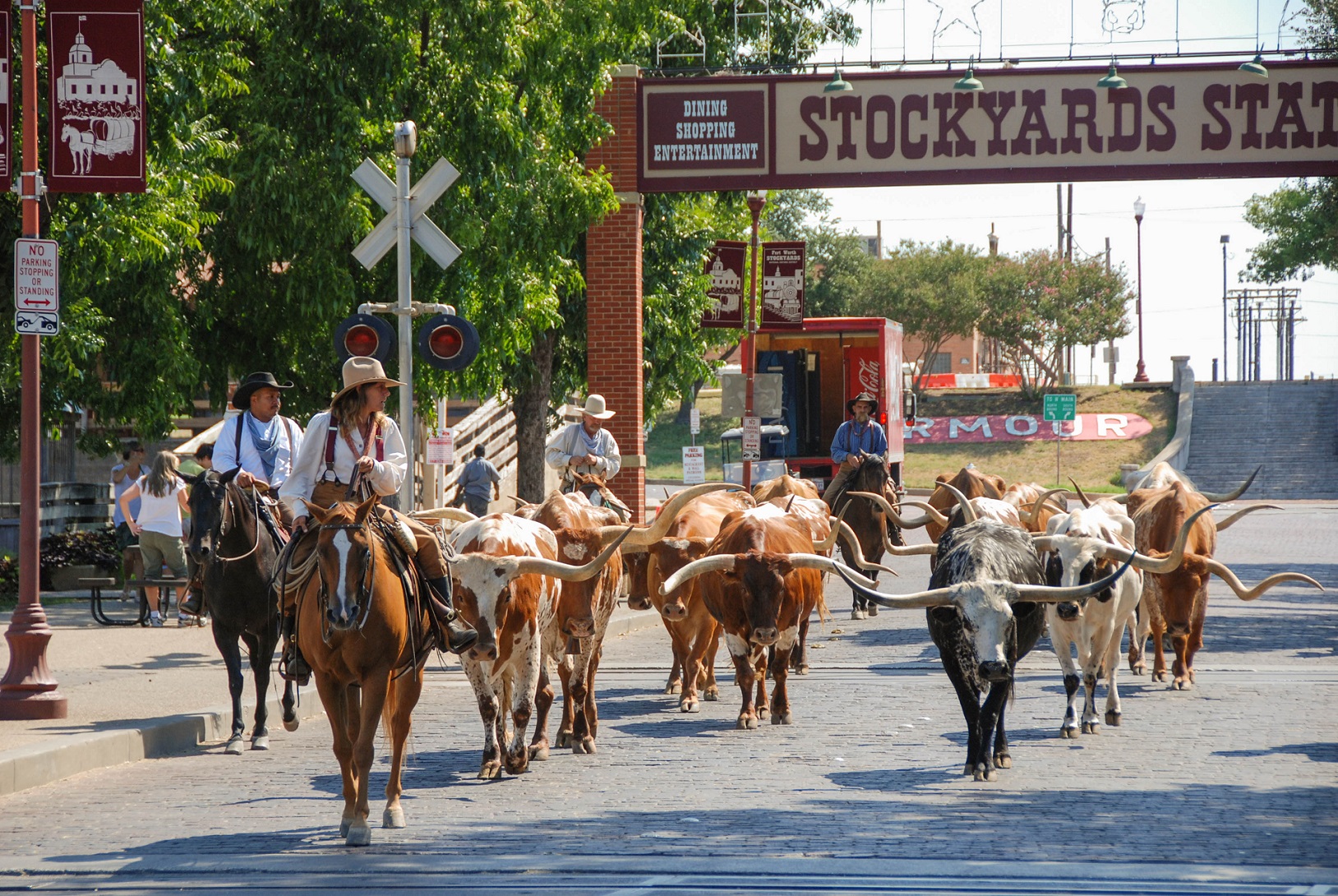 Cattle drive though Fort Worth Texas