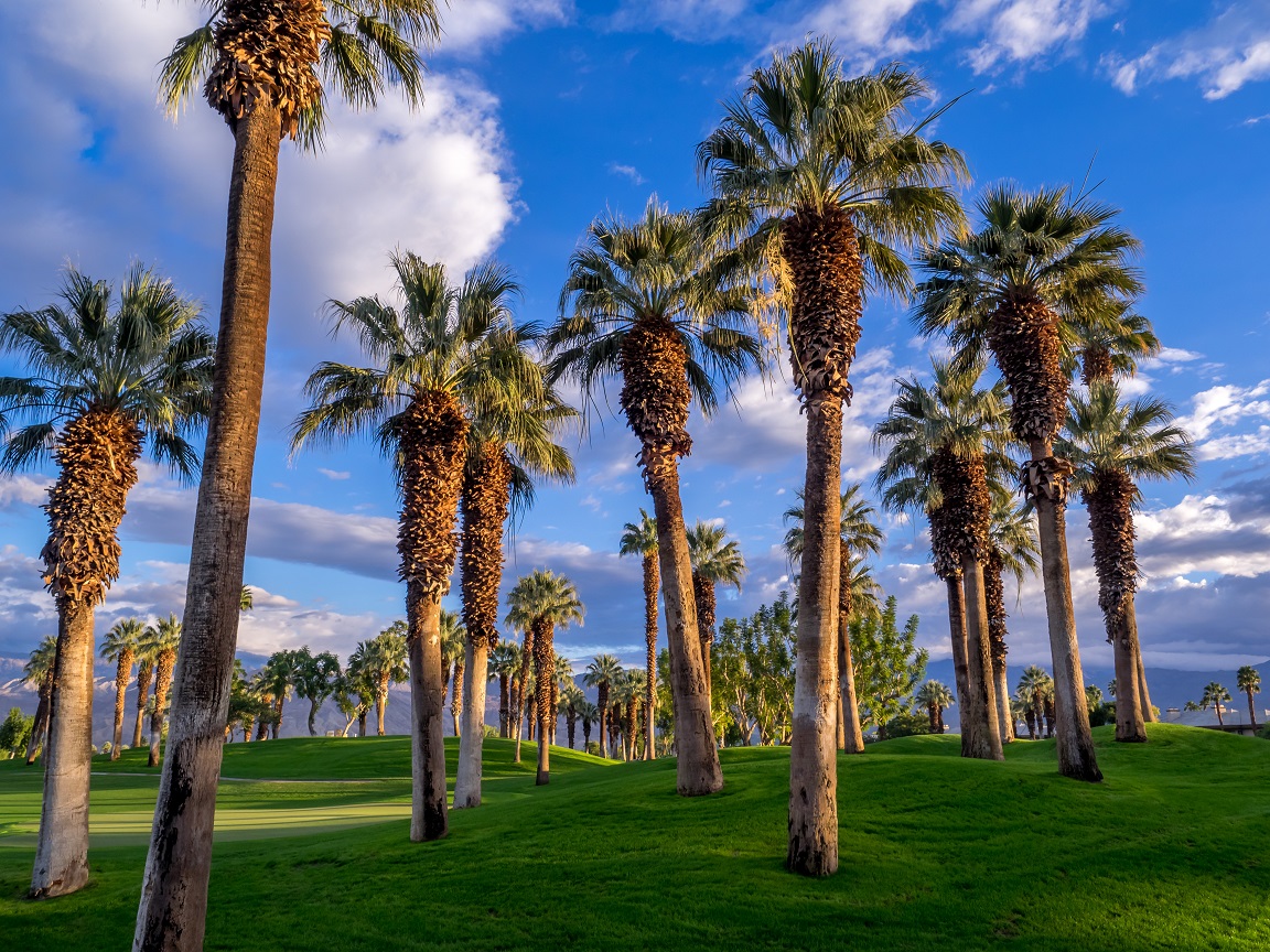 California palms and the blue sky at a Palm Desert golf resort