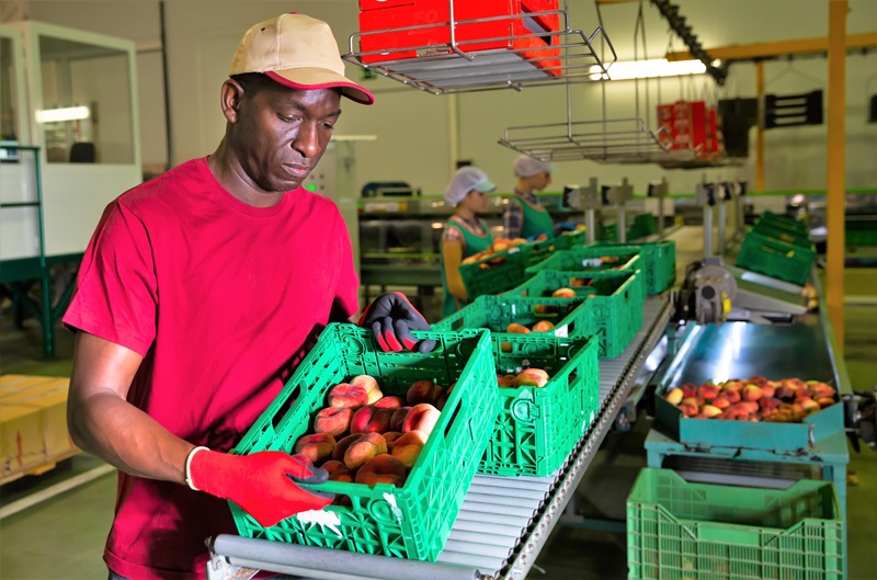 Employee sorting and checking peaches