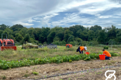 The Spherion North Dartmouth team works on the farm at the YMCA Southcoast in Massachusetts as part of the 2021 Community Giveback.