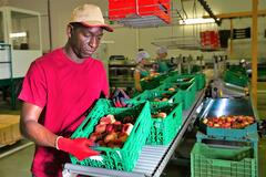 Employee sorting and checking peaches
