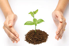 Hands Holding a Seedling Plant