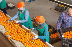 A top-down view of a group of employees in safety gear sorting oranges on a conveyor belt