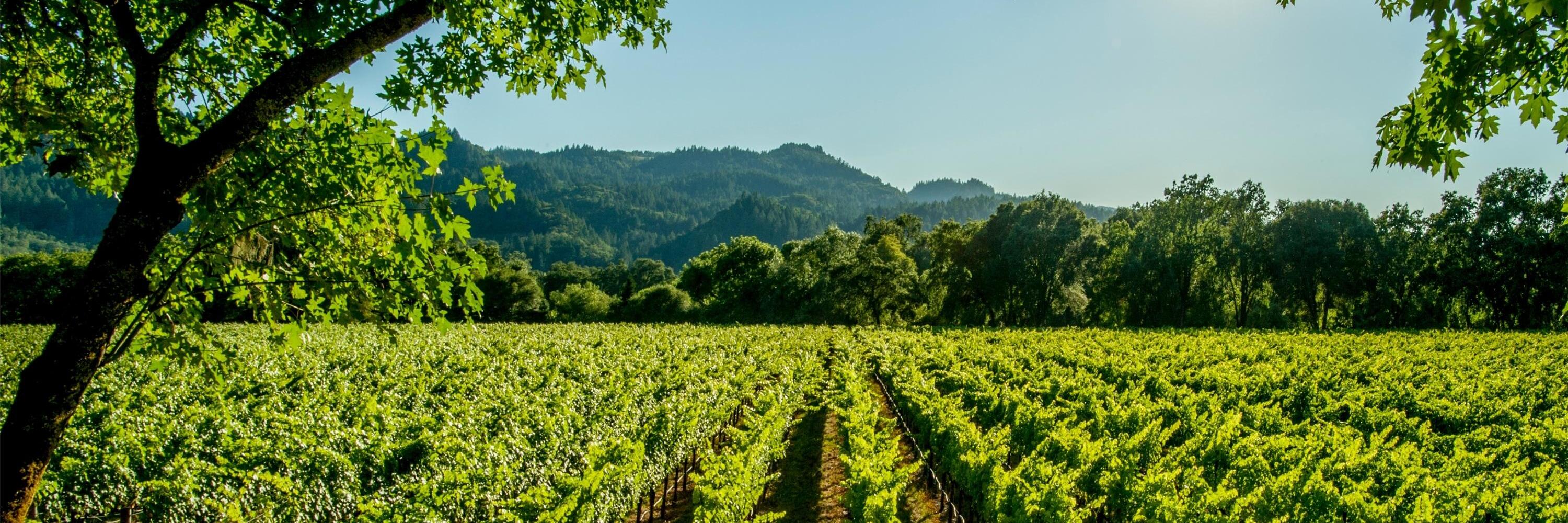 View of Napa Valley Vineyards on a sunny day
