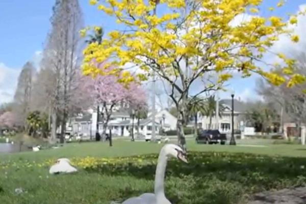 Swans in a Park Spherion Lakeland, Florida