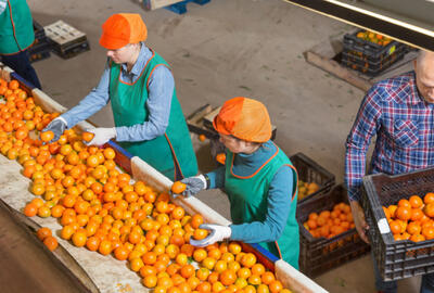 A top-down view of a group of employees in safety gear sorting oranges on a conveyor belt